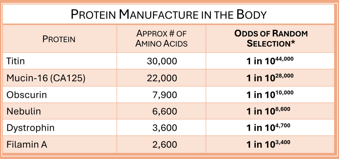 Protein manufacture in the body