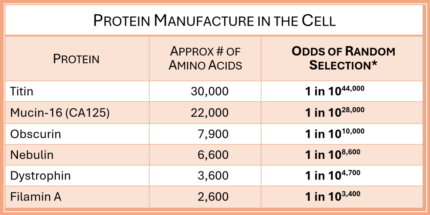 Protein manufacture in the body