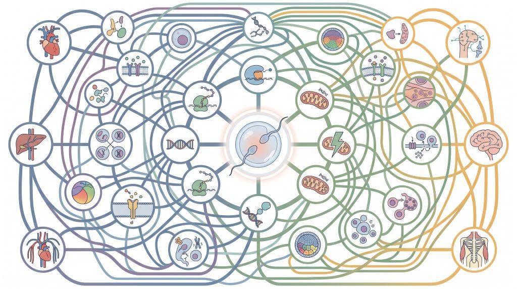 Evolutionary narratives are inadequate in explaining this organised complexity.