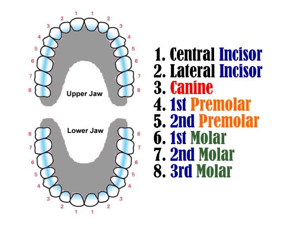 How does evolution account for this complexity How does evolution account for this complexity?
