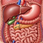 The digestive system The digestive system