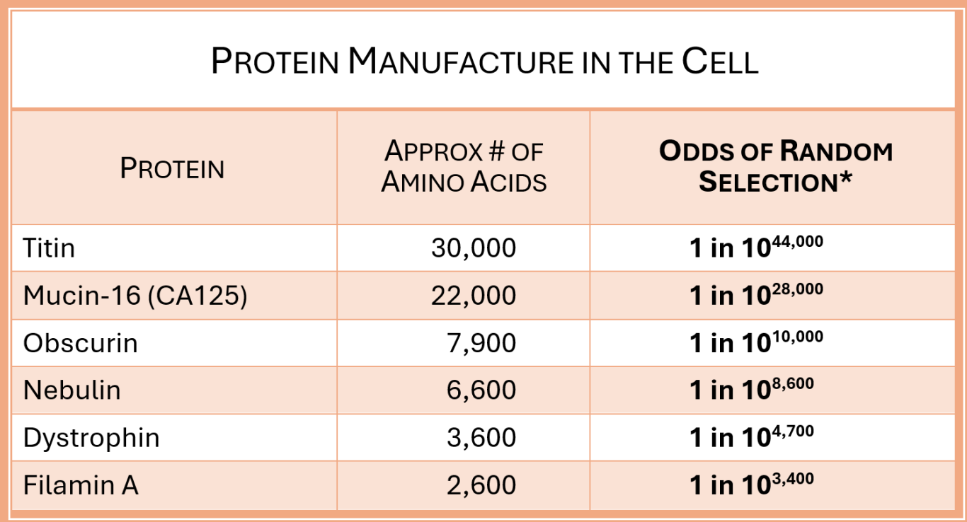 Protein manufacture in the body